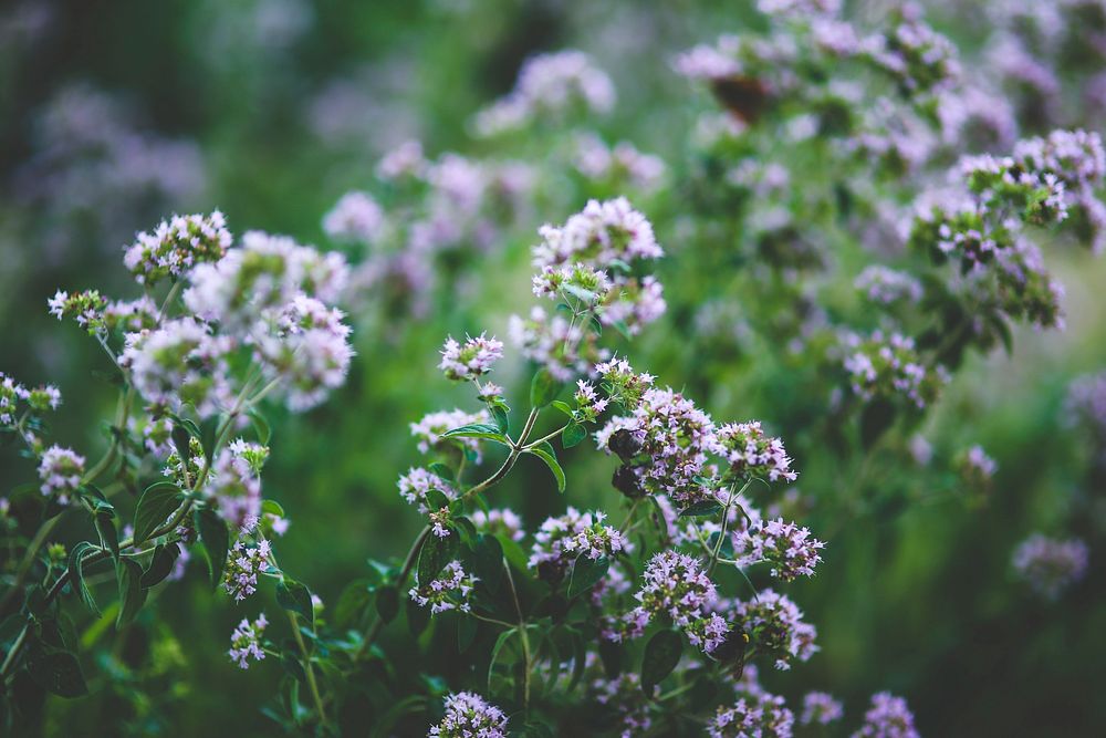 Blooming oregano herbs. Visit Kaboompics for more free images.