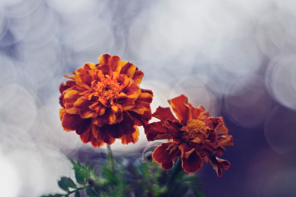 Orange flowers with Bokeh. Visit Kaboompics for more free images.