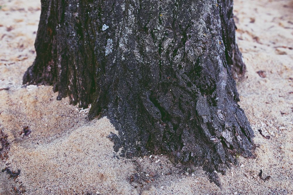 Tree growing in the sand. Visit Kaboompics for more free images.