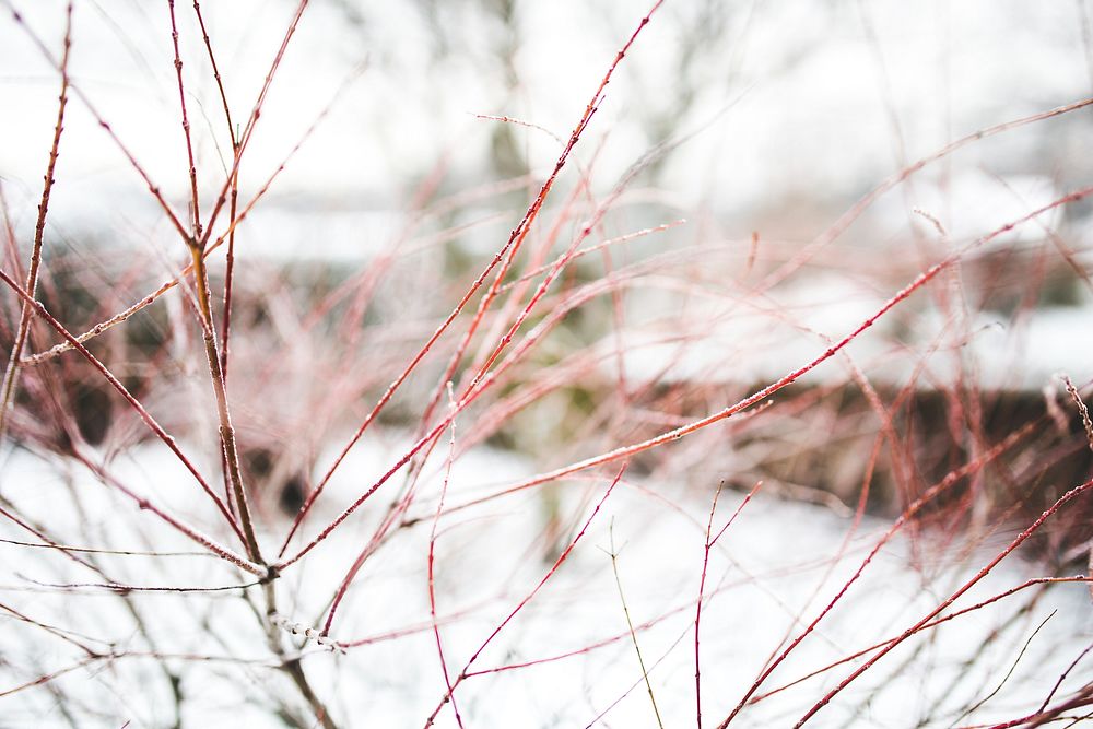 Bushes covered in frost. Visit Kaboompics for more free images.