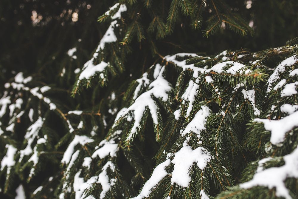 Pine tree covered with snow. Visit Kaboompics for more free images.