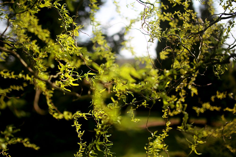 Green foliage in the spring. Visit Kaboompics for more free images.
