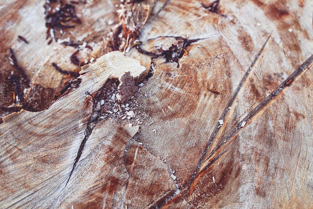 Close up of a cut log. Visit Kaboompics for more free images.