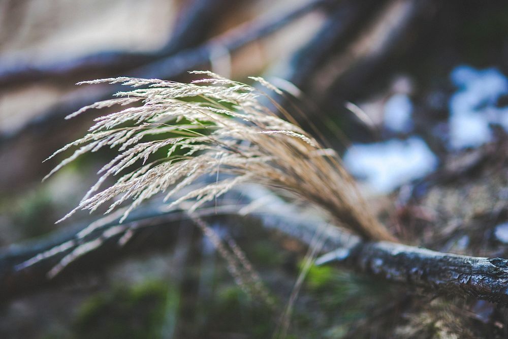 Dried grass in the forest. Visit Kaboompics for more free images.