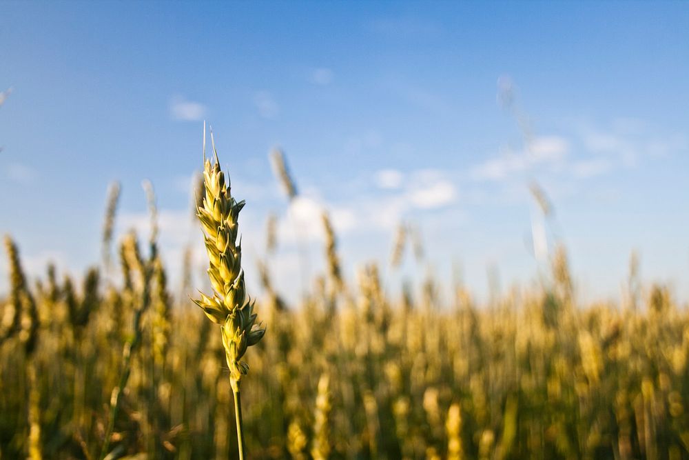 Golden wheat field. Visit Kaboompics for more free images.