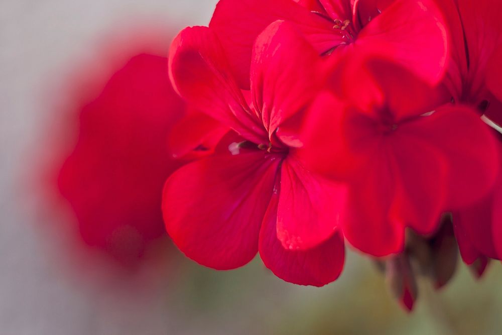 Close up of Geraniums flowers. Visit Kaboompics for more free images.