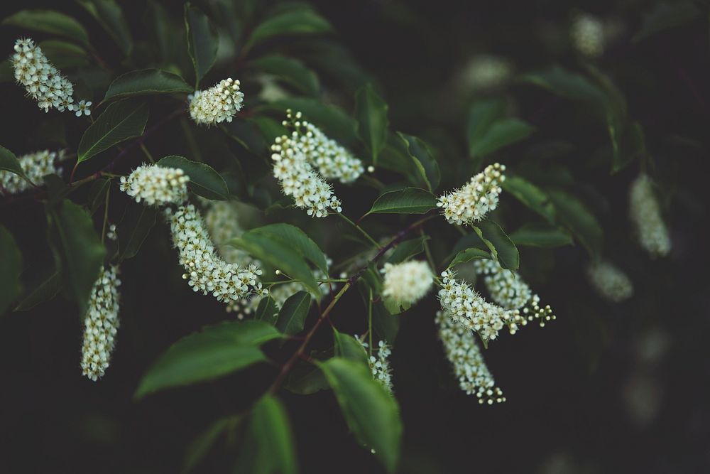 Bush with little white flowers. Visit Kaboompics for more free images.