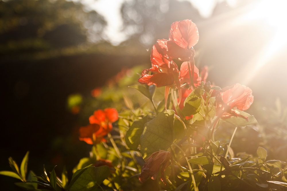 Spring background with red flowers and sunlight