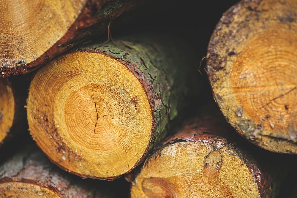 Close up of fresh cut logs. Visit Kaboompics for more free images.