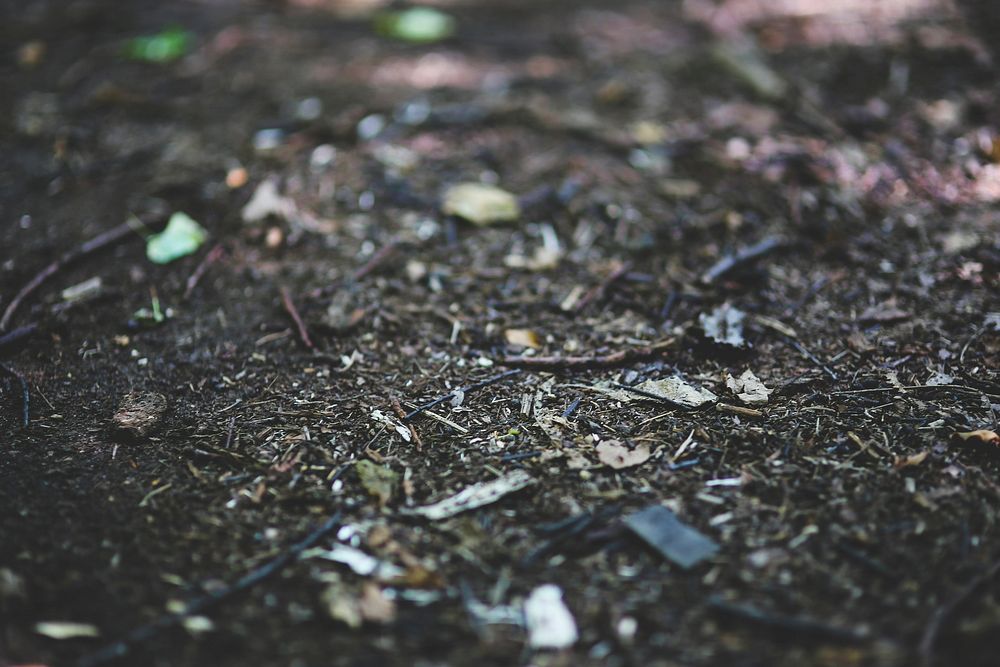 Debris and leaves on the ground. Visit Kaboompics for more free images.