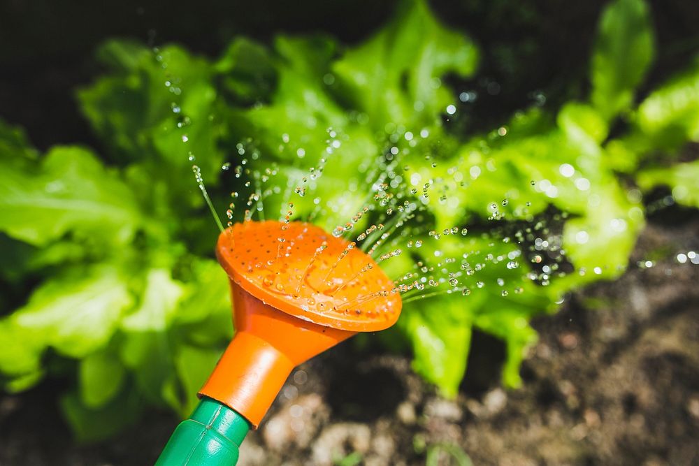 Watering the vegetables. Visit Kaboompics for more free images.