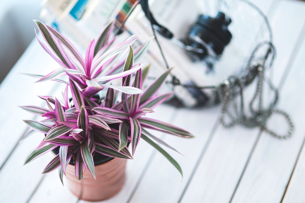 Purple houseplant. Visit Kaboompics for more free images.