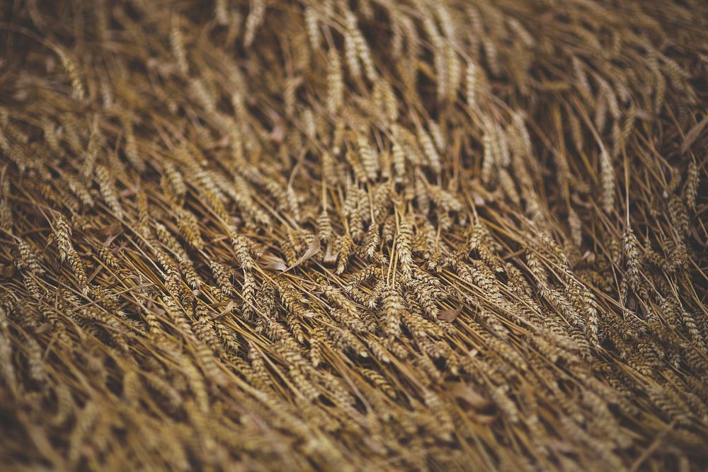 Field of barley in the summer. Visit Kaboompics for more free images.