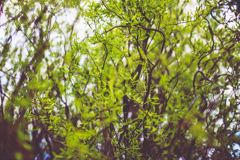 Green bushes in the spring. Visit Kaboompics for more free images.