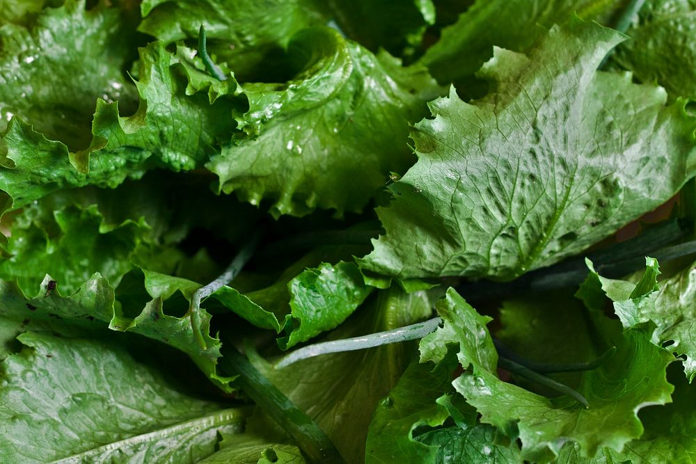 Closeup of lettuce. Visit Kaboompics for more free images.
