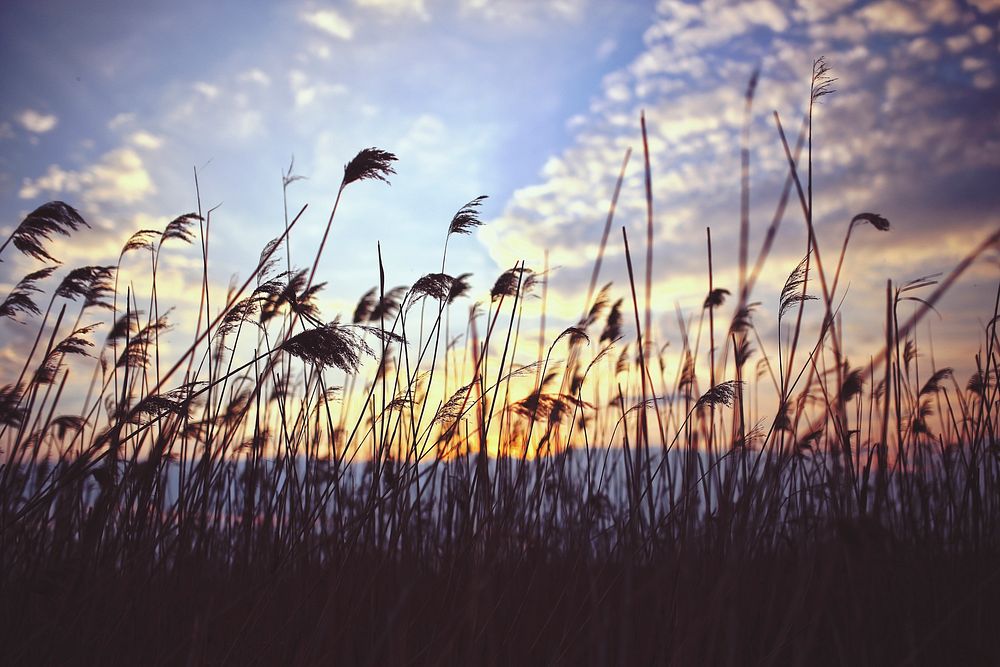 Sea grass by a lake. Visit Kaboompics for more free images.