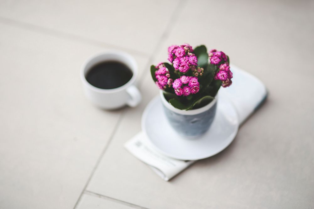 Pink flowers and a coffee cup. Visit Kaboompics for more free images.