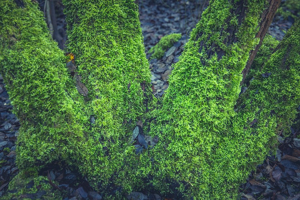 Moss growing on a log
