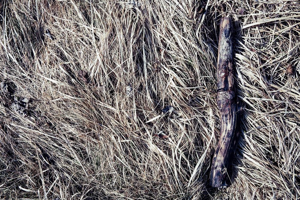 Dried branch on a grass field