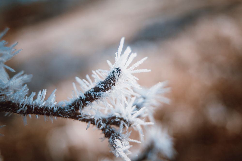 Branches covered in frost