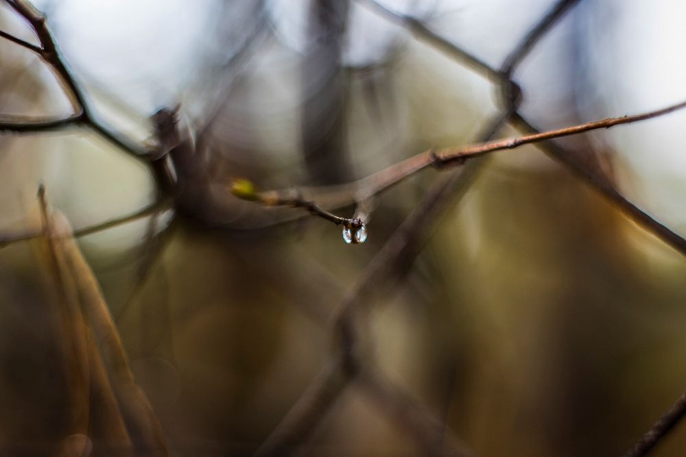 Raindrop hanging from a branch
