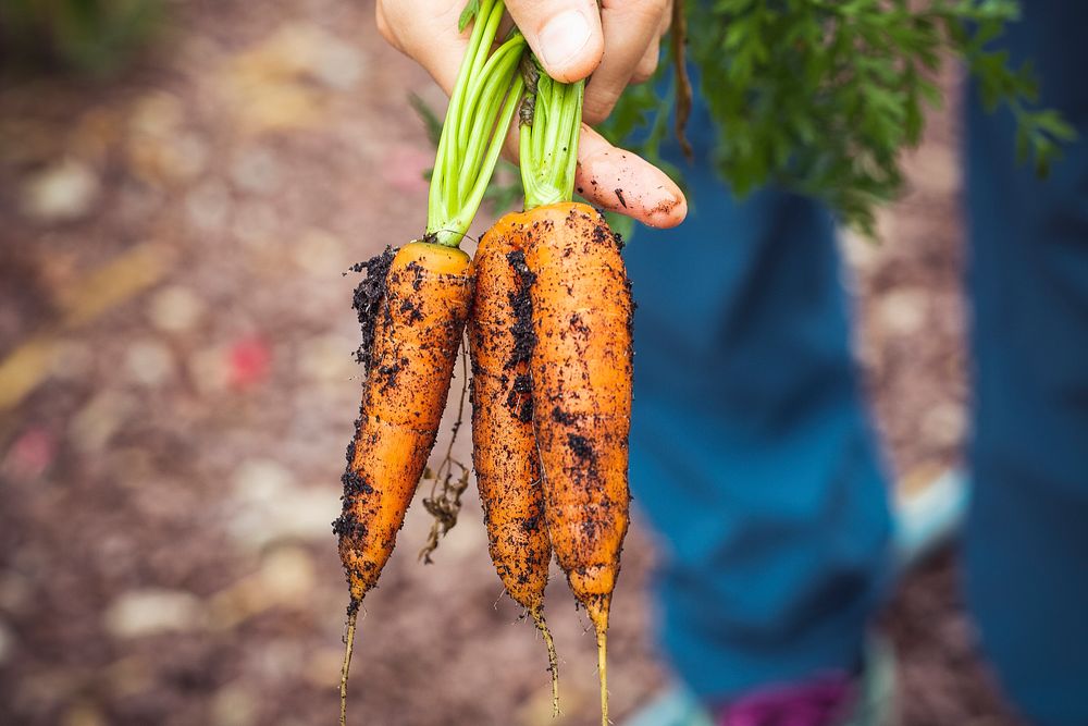 A bunch of freshly harvested carrots