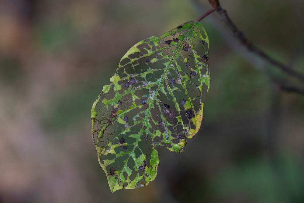 Eaten leaf