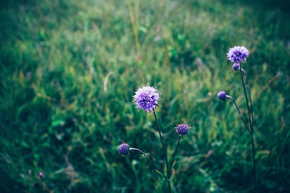 Purple wildflower in a garden
