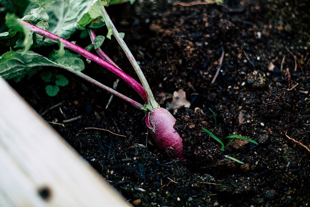 Fresh organic radish in the garden