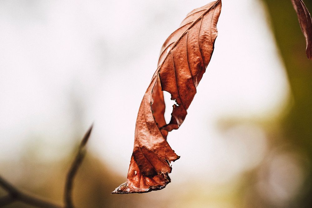 Crisp autumn leaf