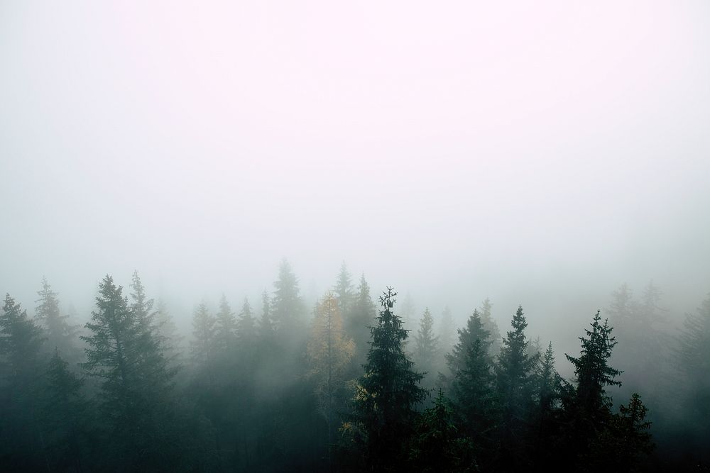 Woodland covered in fog