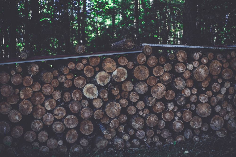 Stack of logs in the woods