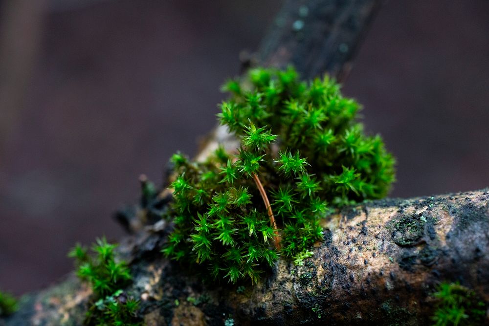 Moss on a wet log macro shot
