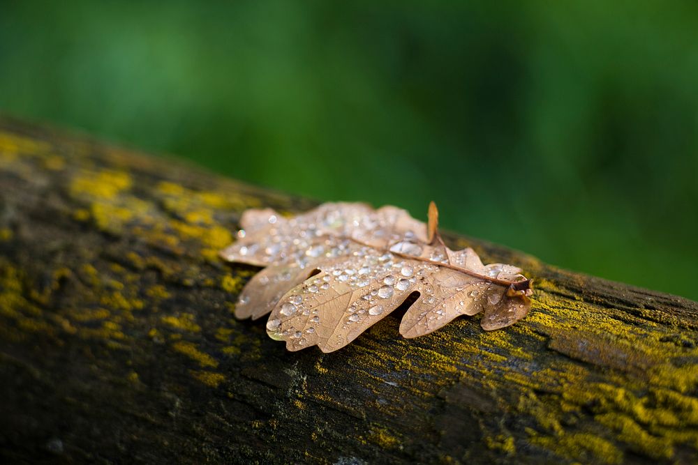 Water droplets on a crisp leaf