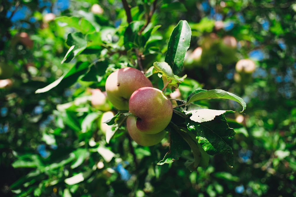 Apples on a tree