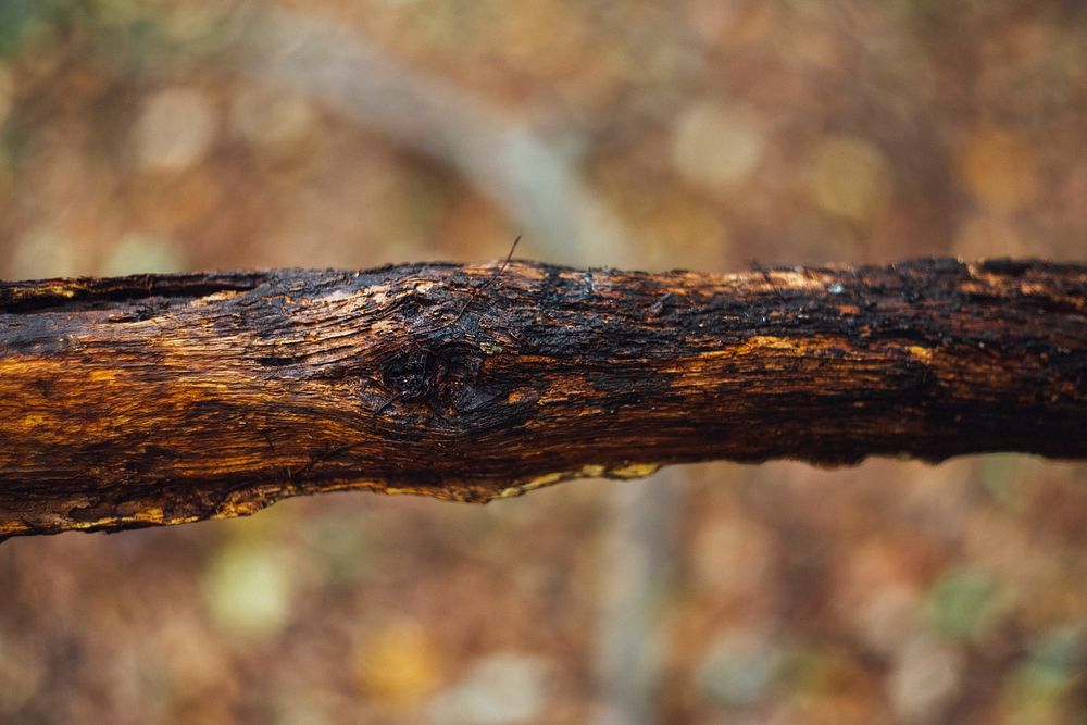 Rustic burned wooden branch
