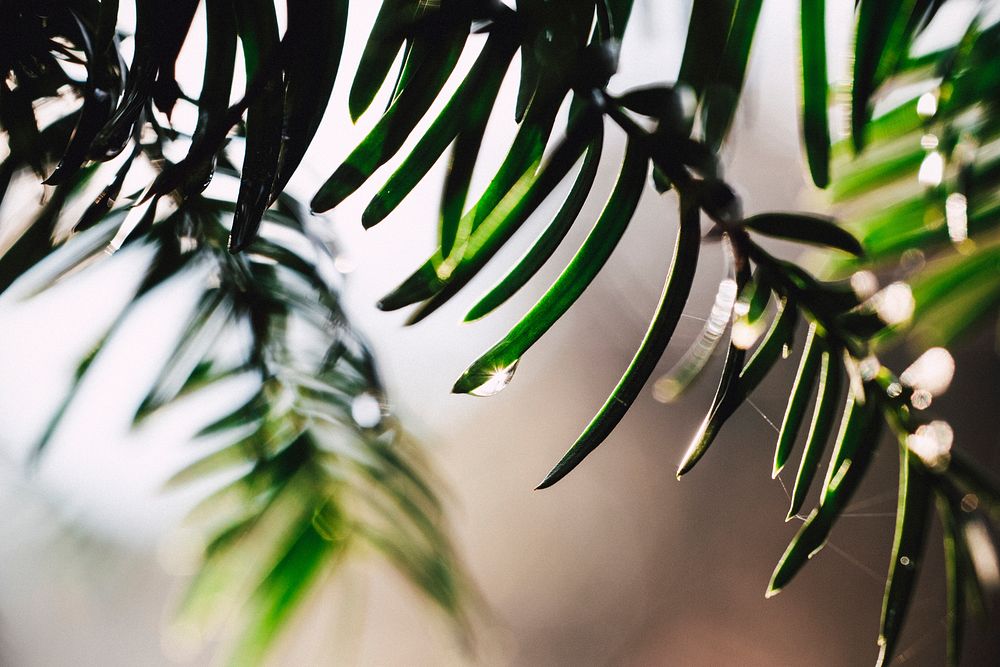 Droplets on a pine tree