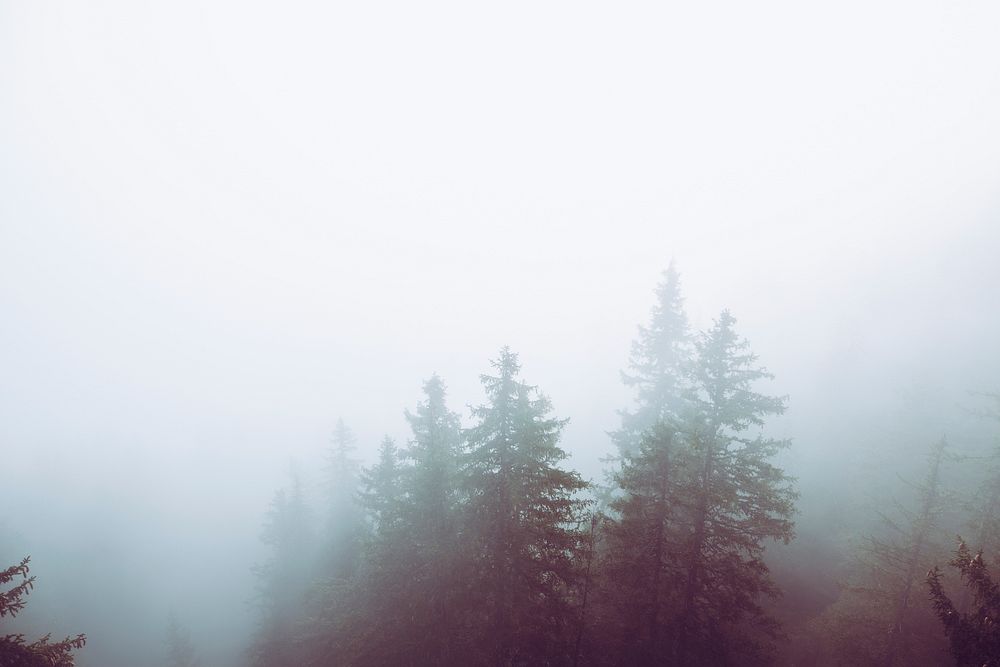 Woodlands covered in fog