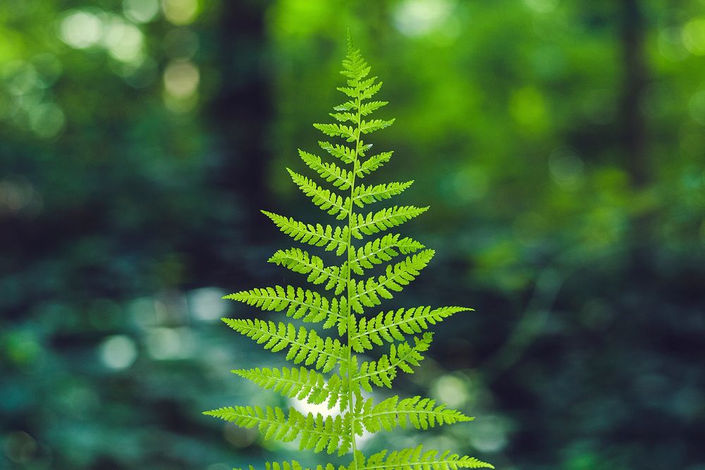 Close up of a fern in a forest