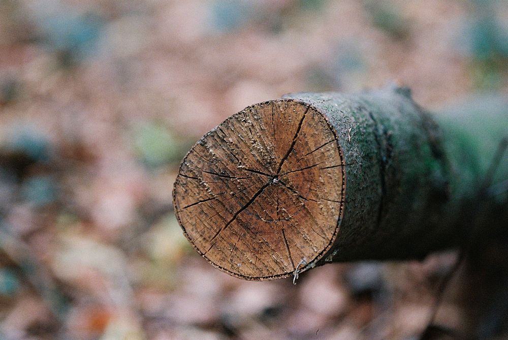 Closeup of a cut tree trunk