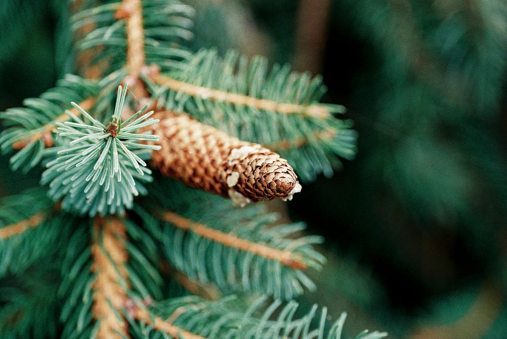 Close up of a pine cone on a pine tree