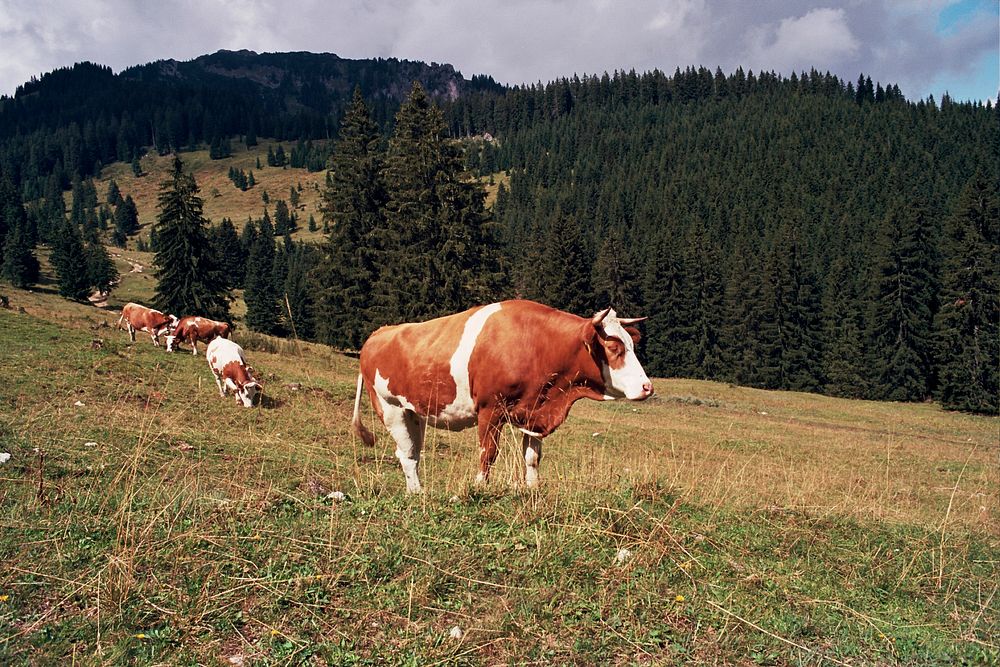 Herd of cows in a field of Oberammergau, Germany