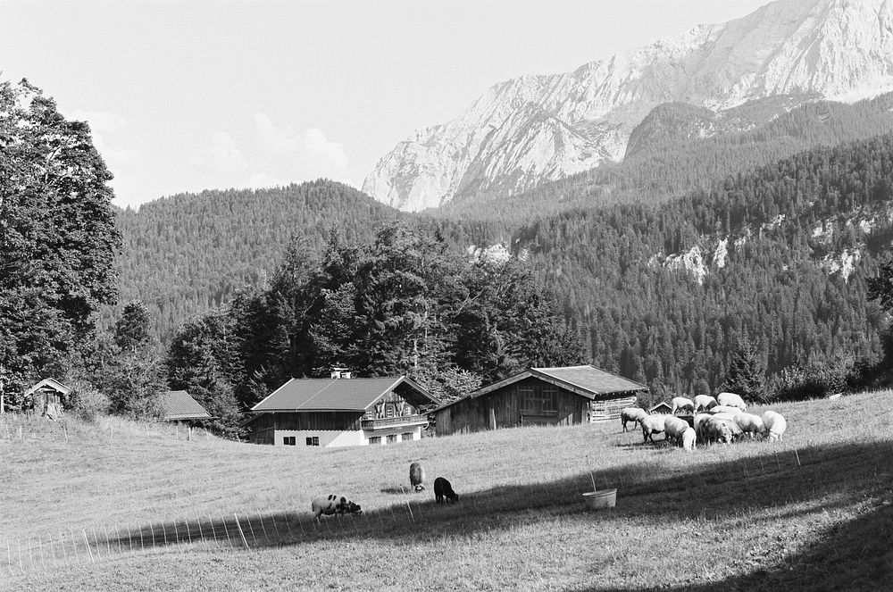 Meadows in Partnachklamm, Garmisch-Partenkirchen, Germany