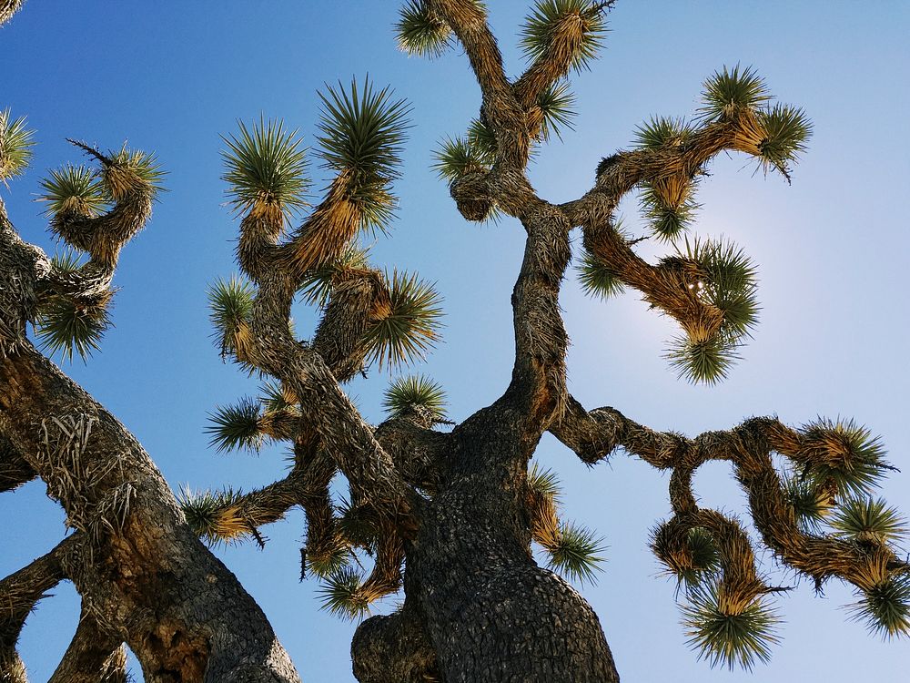 Joshua Tree in the Mojave Desert, United States