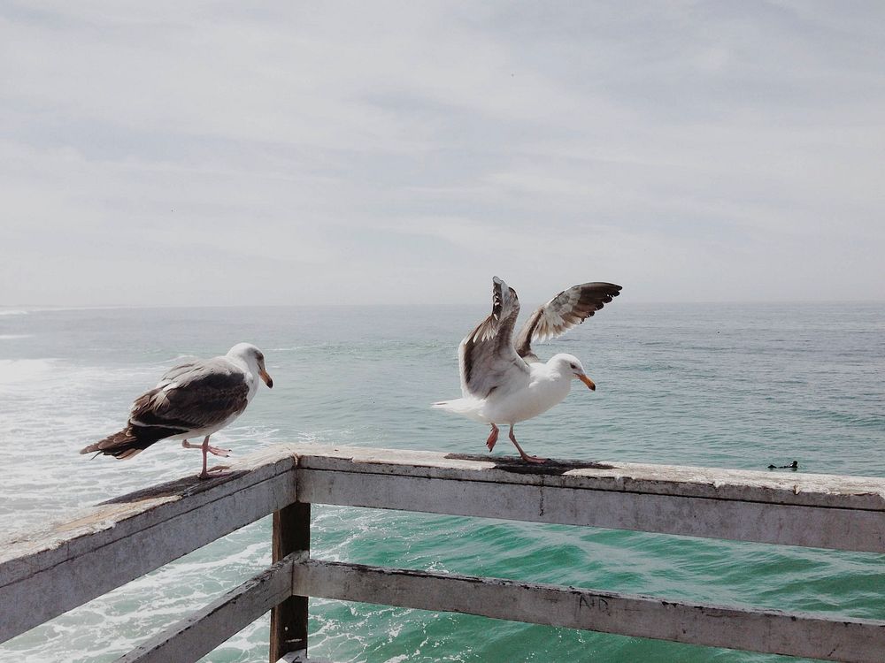 Seagulls at a pier
