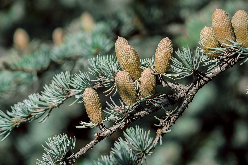 Young pines on fir trees