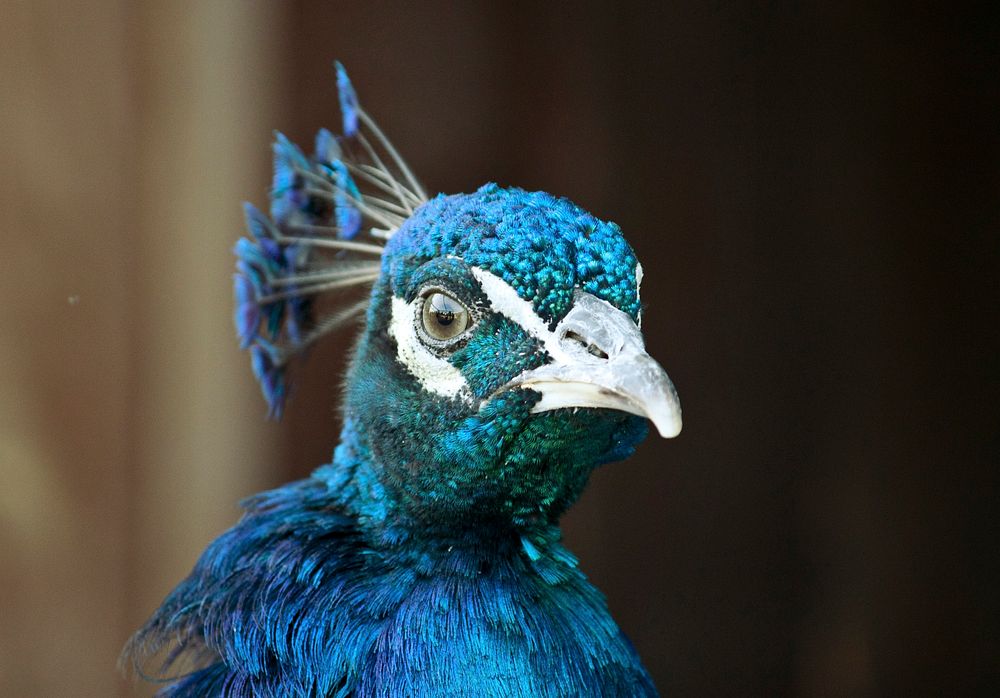 Close up of a shiny blue peacock