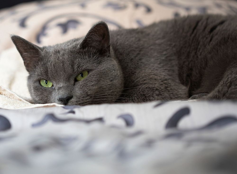 Gray furry cat on the sheets