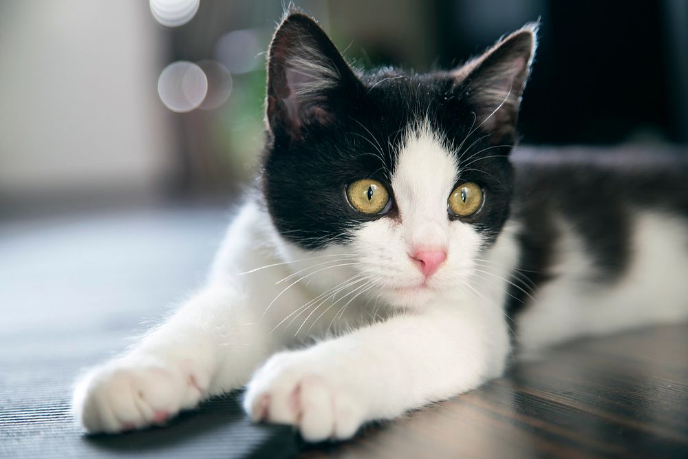 Close up of a black and white cat on the floor