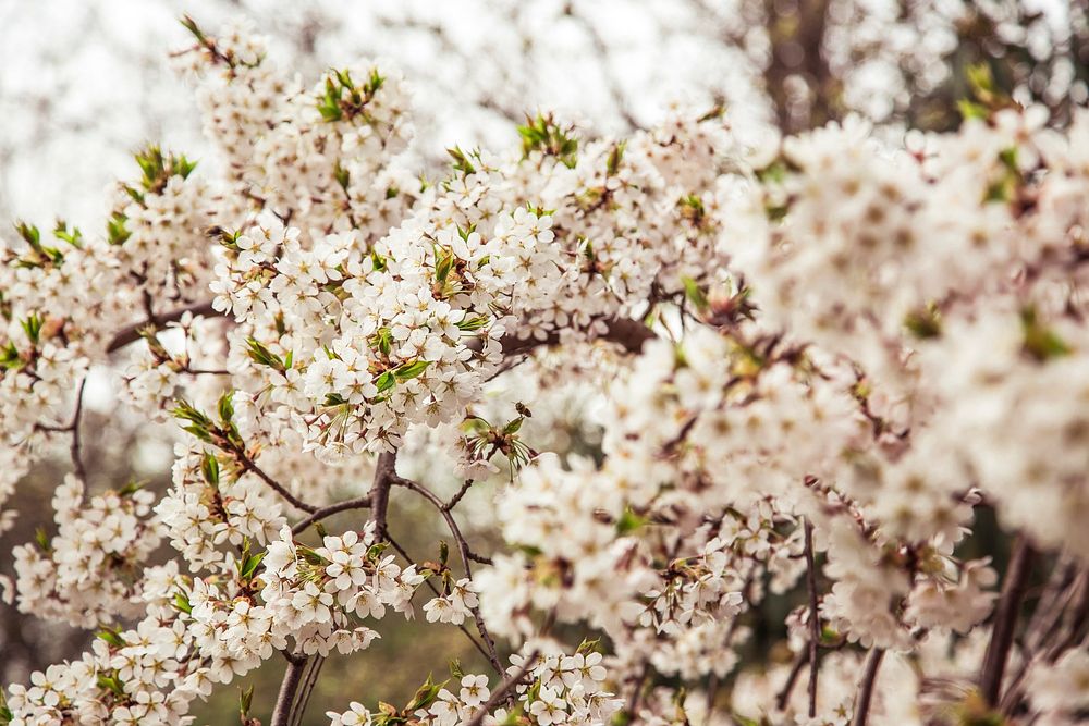 Full bloom white cherry flowers on a tree